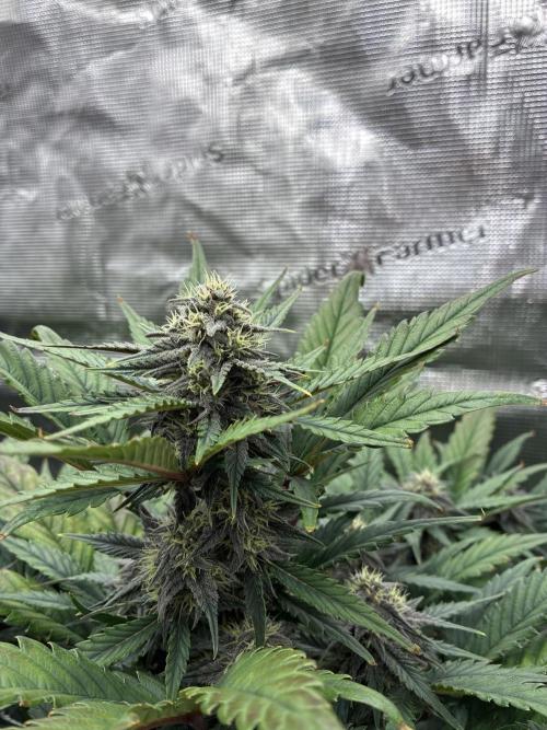 Frostbanger Auto. Week 8
