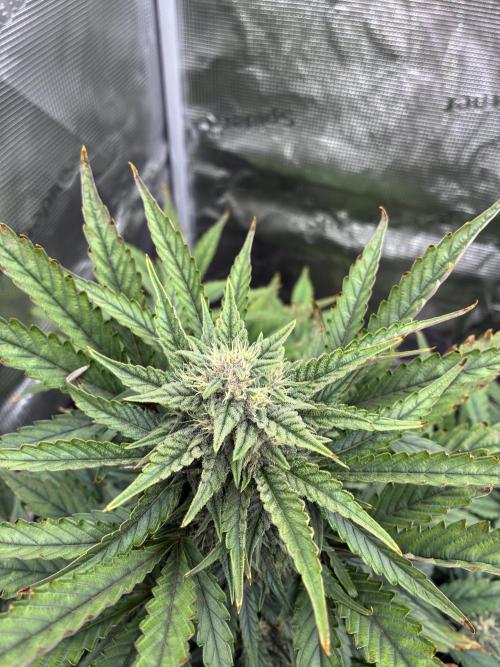 Frostbanger Auto. Week 8