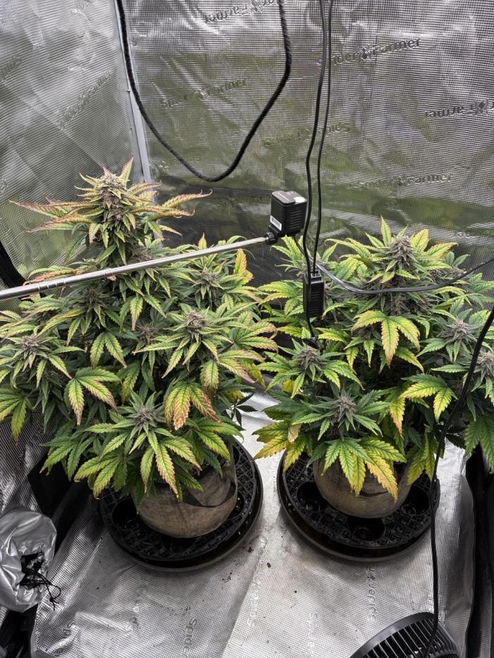Frostbanger Auto. Week 9