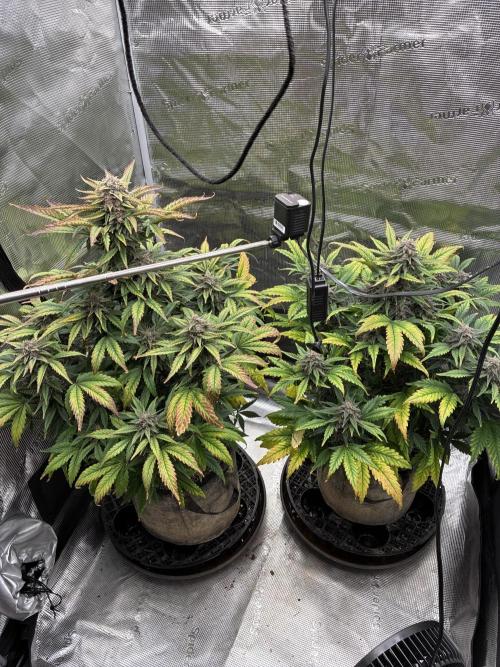 Frostbanger Auto. Week 9
