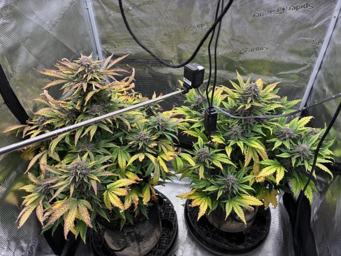 Frostbanger Auto. Week 10