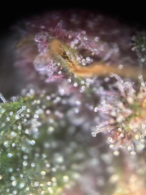 Frostbanger Auto. Week 10