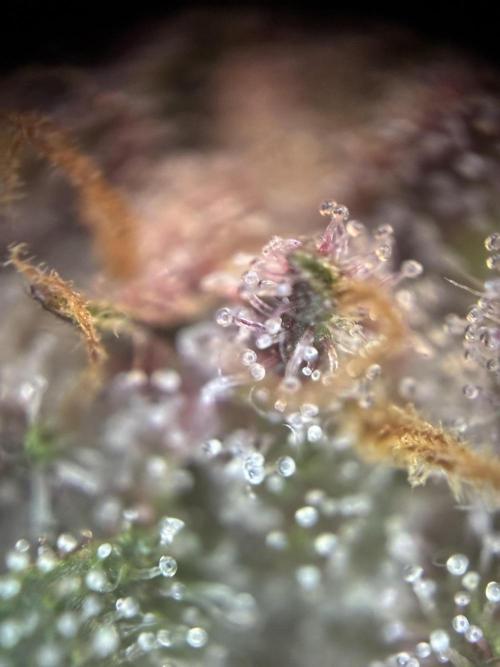 Frostbanger Auto. Week 10