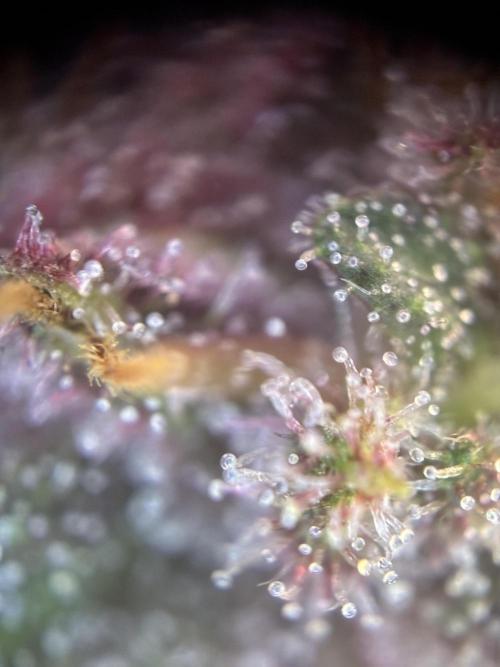 Frostbanger Auto. Week 10