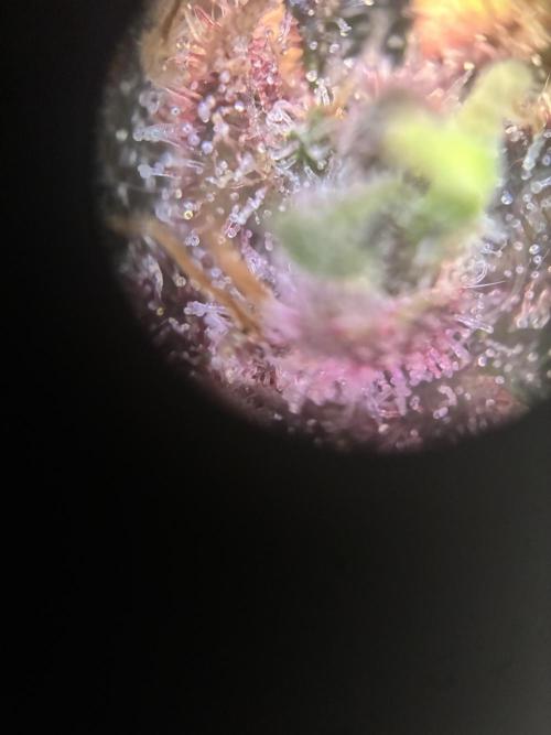 Frostbanger Auto. Week 11