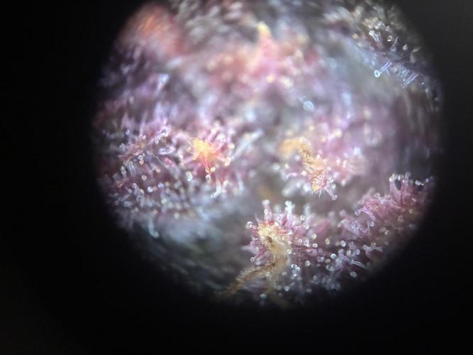 Frostbanger Auto. Week 11