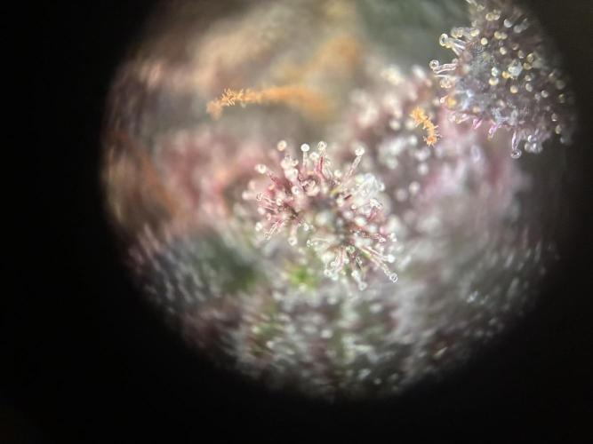 Frostbanger Auto. Week 11