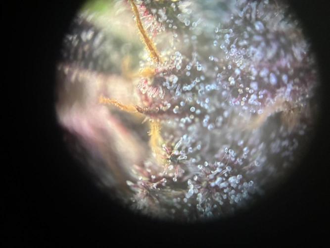 Frostbanger Auto. Week 11