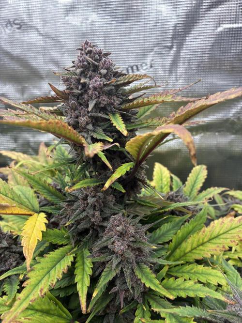Frostbanger Auto. Week 11