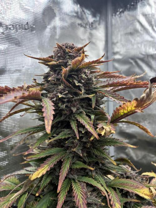 Frostbanger Auto. Week 11