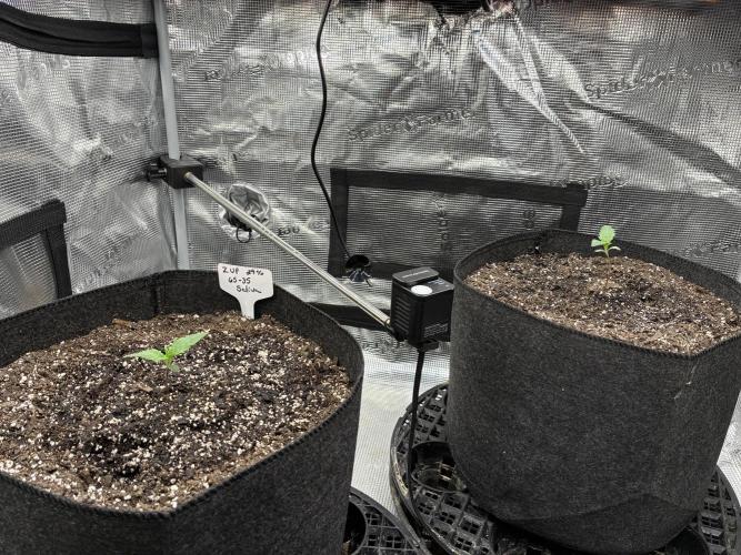 Z-Up Auto. Week 1
