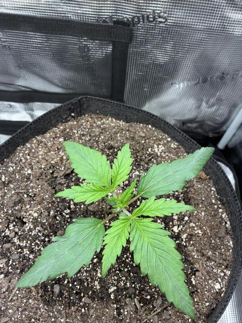 Z-Up Auto. Week 2