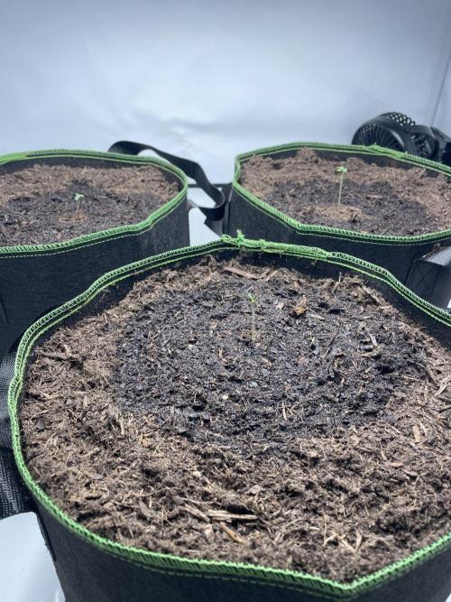 Auto Forbidden Cherry | Dutch Passion. Week 0 - 30.02.26 Köpfe schauen raus