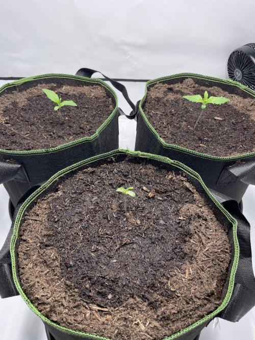 Auto Forbidden Cherry | Dutch Passion. Week 1