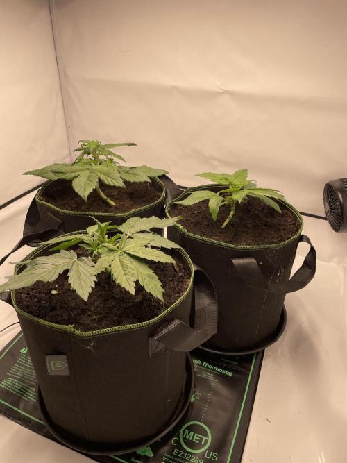 Auto Forbidden Cherry | Dutch Passion. Week 3 - Sind nun recht stabil nach dem ganzen stress
