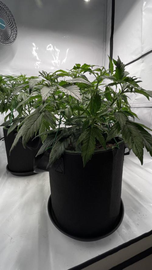 Auto Forbidden Cherry | Dutch Passion. Week 5