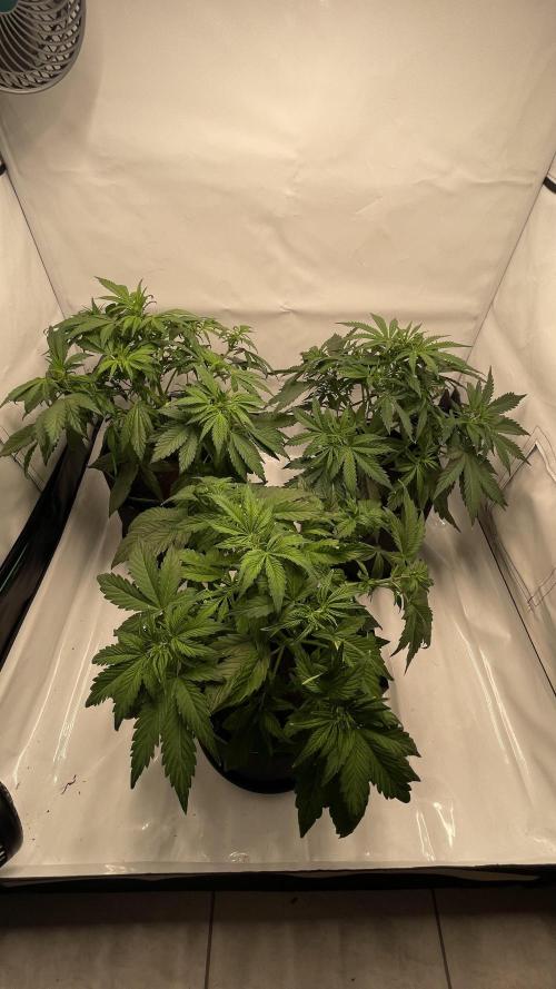 Auto Forbidden Cherry | Dutch Passion. Week 5
