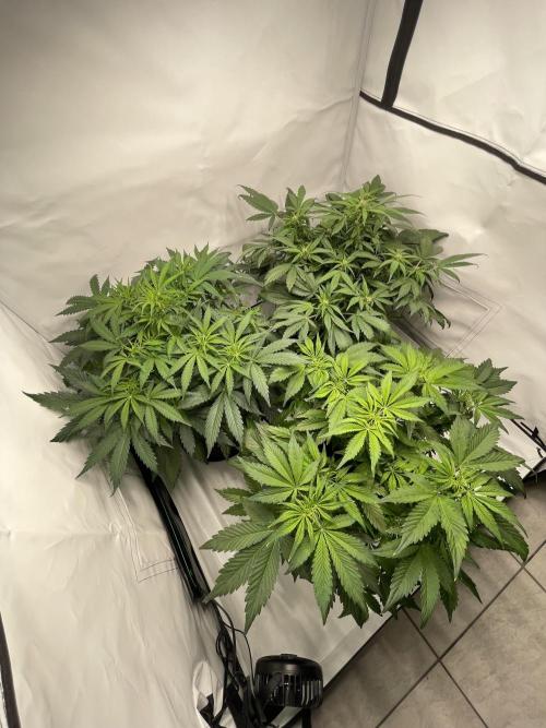 Auto Forbidden Cherry | Dutch Passion. Week 6