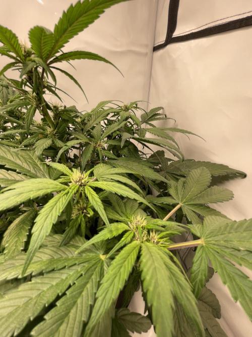 Auto Forbidden Cherry | Dutch Passion. Week 6