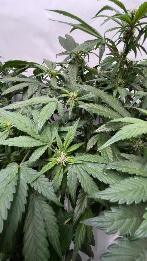 Auto Forbidden Cherry | Dutch Passion. Week 6
