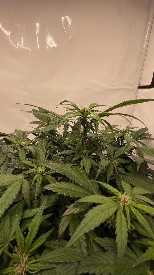 Auto Forbidden Cherry | Dutch Passion. Week 6
