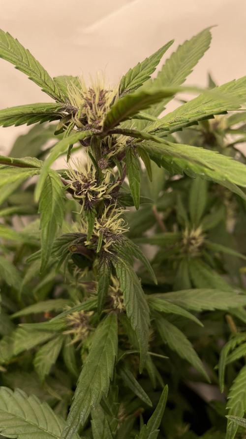 Auto Forbidden Cherry | Dutch Passion. Week 6