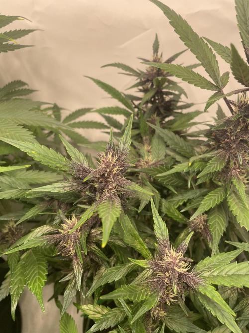 Auto Forbidden Cherry | Dutch Passion. Week 7