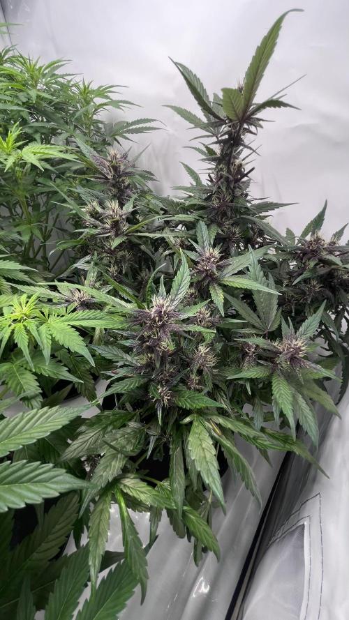 Auto Forbidden Cherry | Dutch Passion. Week 7