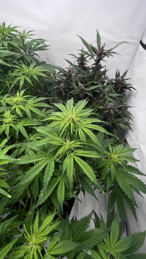 Auto Forbidden Cherry | Dutch Passion. Week 7