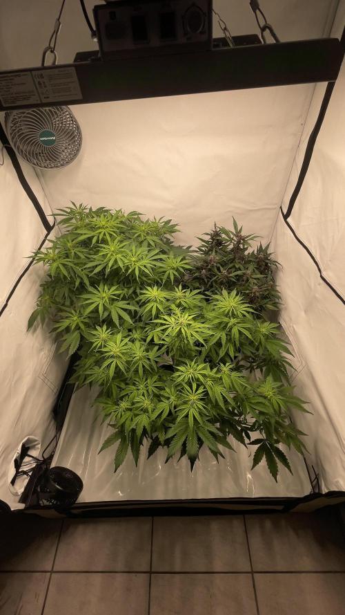 Auto Forbidden Cherry | Dutch Passion. Week 7