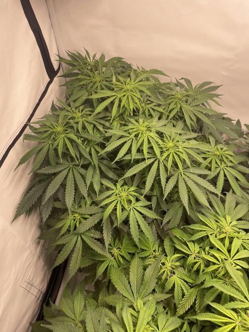 Auto Forbidden Cherry | Dutch Passion. Week 7