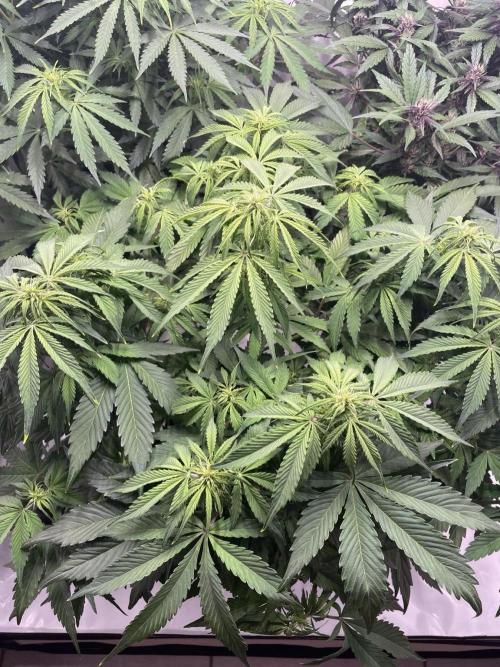 Auto Forbidden Cherry | Dutch Passion. Week 7