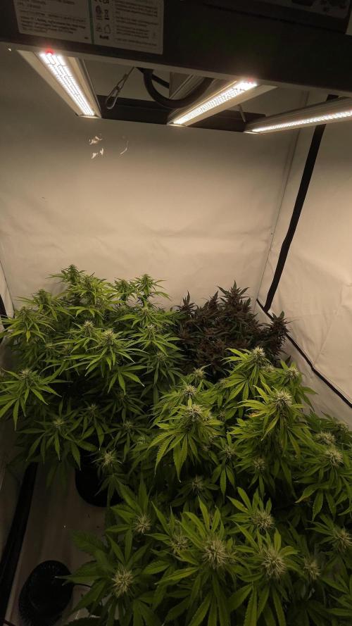 Auto Forbidden Cherry | Dutch Passion. Week 9
