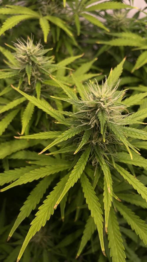 Auto Forbidden Cherry | Dutch Passion. Week 10