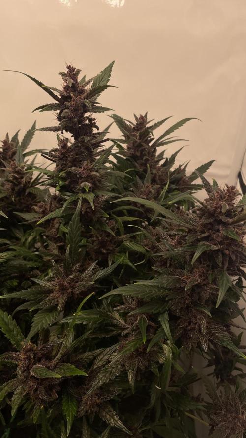 Auto Forbidden Cherry | Dutch Passion. Week 10