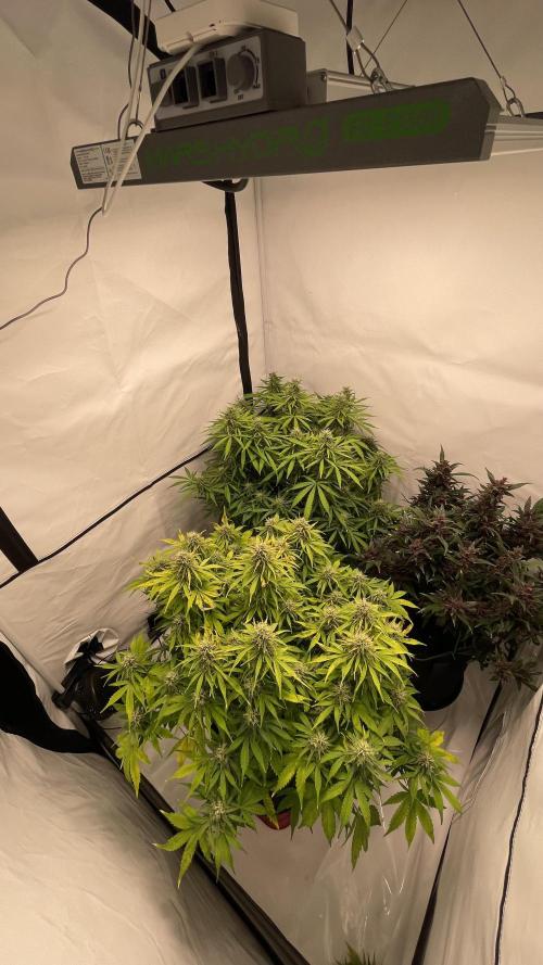 Auto Forbidden Cherry | Dutch Passion. Week 11