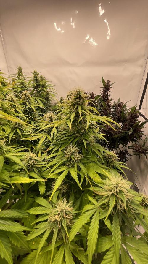 Auto Forbidden Cherry | Dutch Passion. Week 11