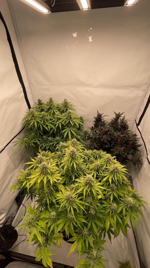 Auto Forbidden Cherry | Dutch Passion. Week 11