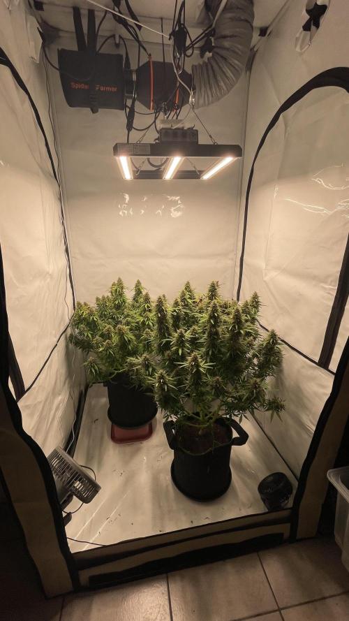 Auto Forbidden Cherry | Dutch Passion. Week 12