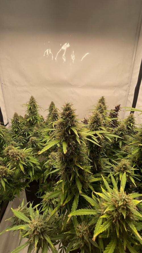 Auto Forbidden Cherry | Dutch Passion. Week 12