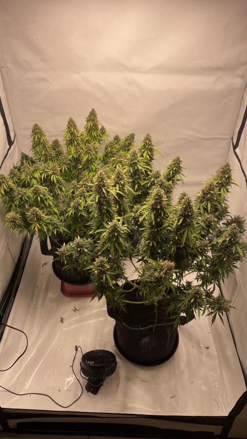 Auto Forbidden Cherry | Dutch Passion. Week 13