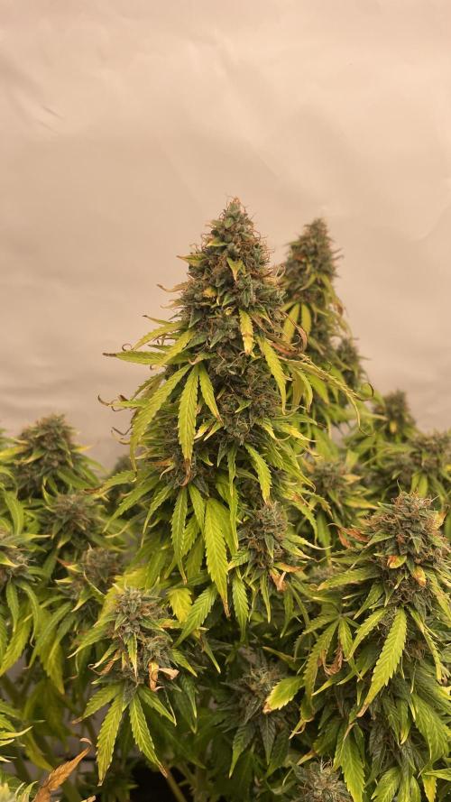 Auto Forbidden Cherry | Dutch Passion. Week 13