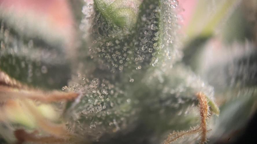 Auto Forbidden Cherry | Dutch Passion. Week 13