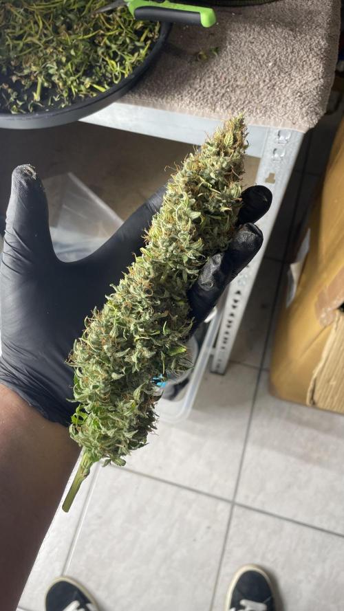 Auto Forbidden Cherry | Dutch Passion. Week 13