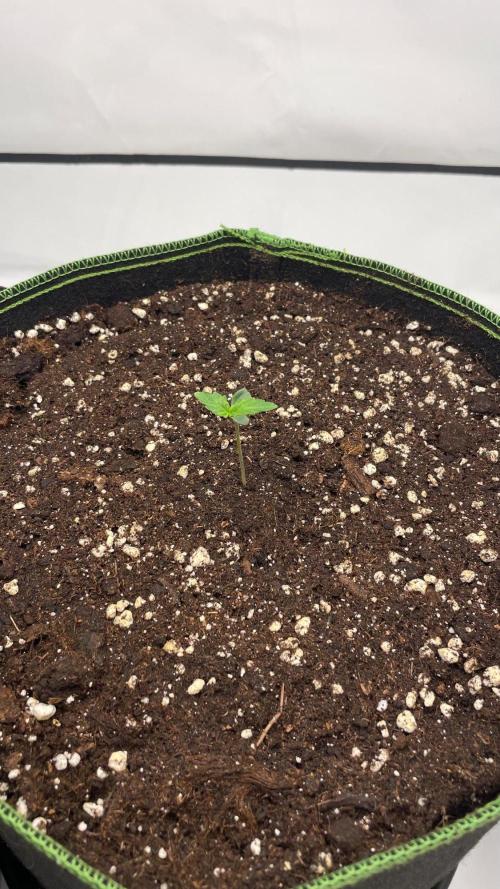 Auto Creeper SSSC. Week 0 - Nach 4 Tagen 