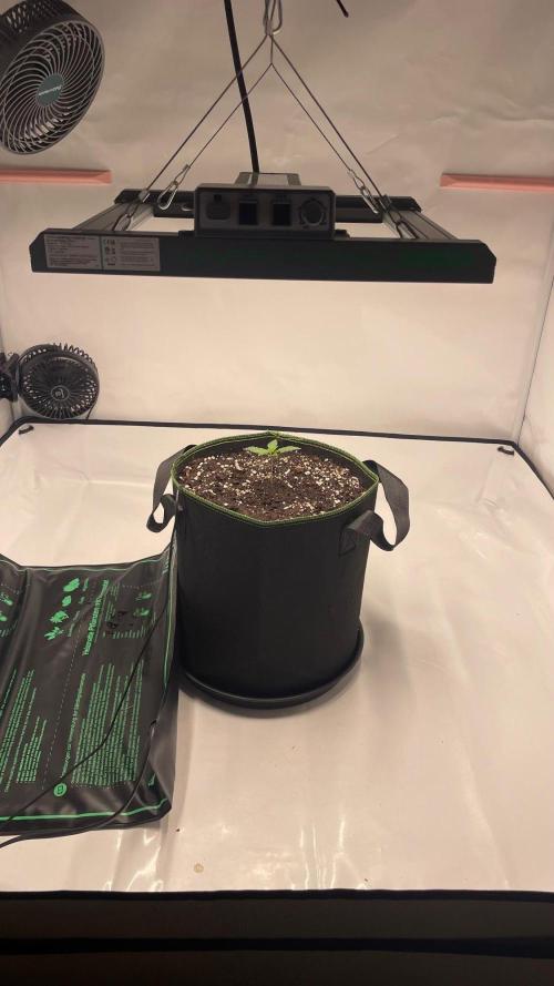 Auto Creeper SSSC. Week 0
