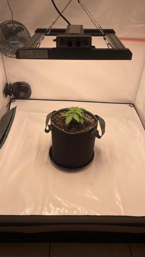 Auto Creeper SSSC. Week 2