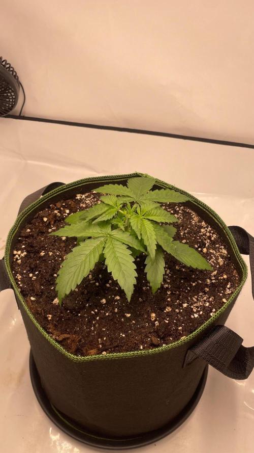Auto Creeper SSSC. Week 2
