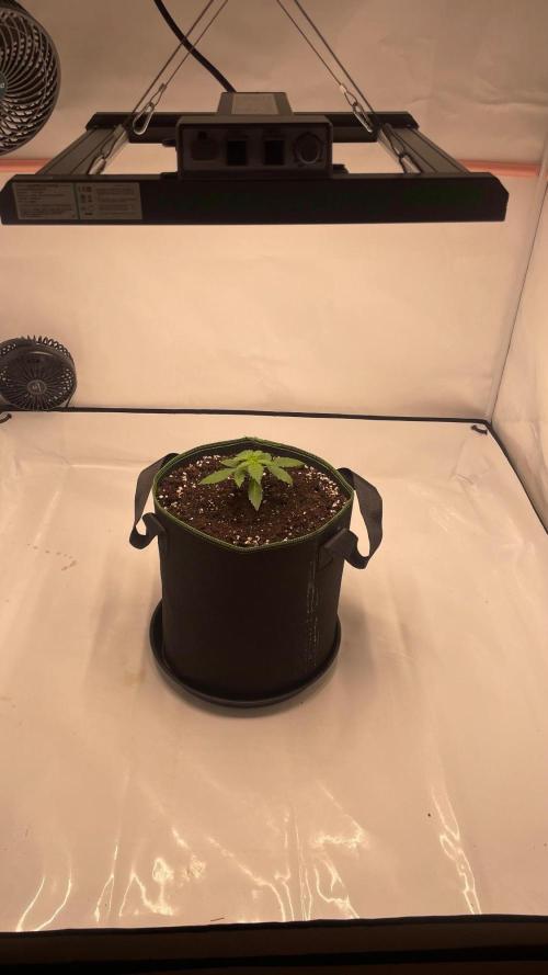 Auto Creeper SSSC. Week 1