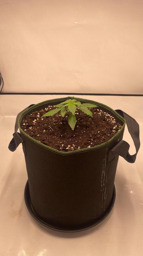 Auto Creeper SSSC. Week 1